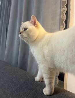 Deckkater sucht Katzendame – Hürth - Hürth