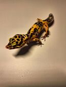 Leopardgecko zuverkaufen in 07545