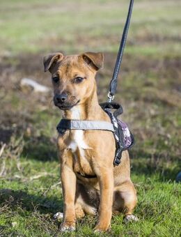 Bambi Fee oder Elfe? - Puchheim