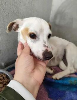 Gute-Laune-Hund Alfi - Eichenzell