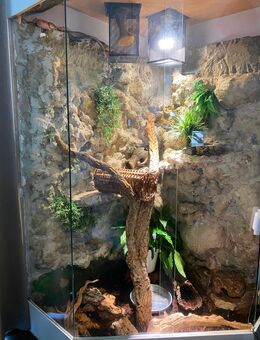 5 wundervolle Kornnattern mit imposantem Terrarium - Vettweiß