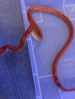 3 Kornnattern inkl. Terrarium abzugeben - Dortmund