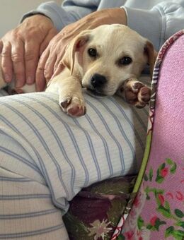 Enja kleines Hündchen mit großen Herz - Neuberg