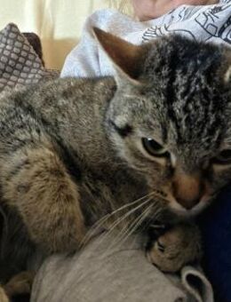 Sora & Kayda - Vermittlungshilfe !!! - Bad Camberg