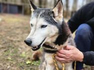 Lilliom PP - Hübsche Husky-Dame - Neustadt (Rübenberge)
