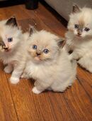 Ragdoll - Kitten in 65326