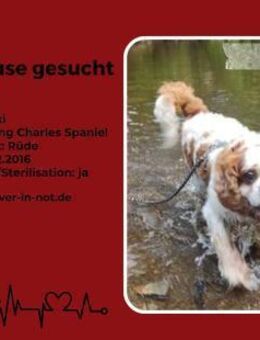 Zuhause gesucht für Muki - Lippetal