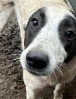 Lupi ist ein wunderschönes Hundemädel 🐾 - Elsdorf (Nordrhein-Westfalen)