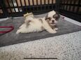 Maltipoo Welpen Rüden in 53894