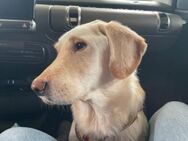 Labrador-Mix Fraggles wartet auf Dich! - München