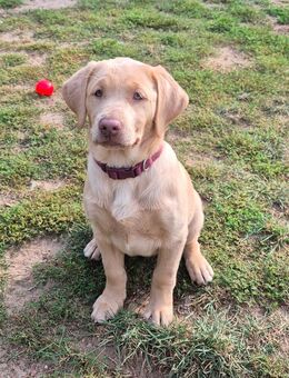 Labrador-Welpe Blue sucht ein neues Zuhause (Hündin, Champagner Foxred) - Wunstorf