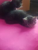 Baby Katzen in 58452