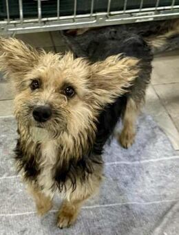 Chili - Mama mit Löwenherz - Koblenz