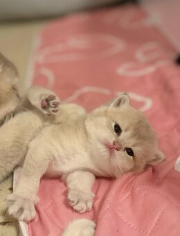 BKH Kitten - Stuttgart