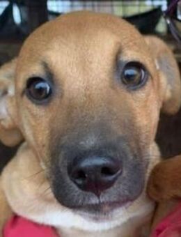 KLAUSI-verspielter, hübscher Rüde,48 cm - Rösrath