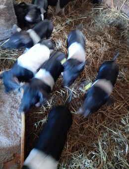 Ferkel günstig abzugeben - Sattelschweine - Schorfheide