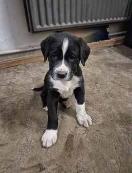 Reinrassige Alabai-Welpen abzugeben - Hessisch Lichtenau