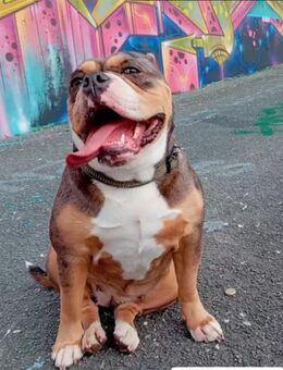 Old English Bulldog Hündin - Düsseldorf