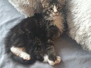 Maine coon babys xxl - Gerolstein