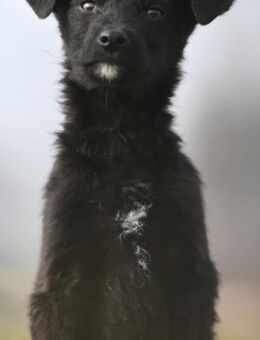 MIKRO - fröhlich, verspielt - Linden (Hessen)