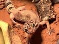 Leopardgecko mit Komplett Terrarium (High Yellow) – Weiblich in 88239