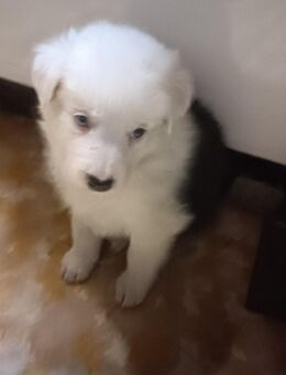Bordercollie Mischlingswelpen - Radeburg