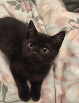 Kitten Mix,12 Wochen alt, aus Köln. - Köln