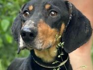 ROKY 2 wuenscht sich eine Familie - Gefrees
