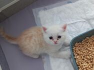 BKH Mix Kitten, Babykatzen, 2 Jungs - Villingen-Schwenningen