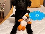 Jack ein Hund für aktive Familie - Mannheim