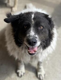 Herdenschutzhund Vitel sucht Zuhause - Neuhausen (Fildern)