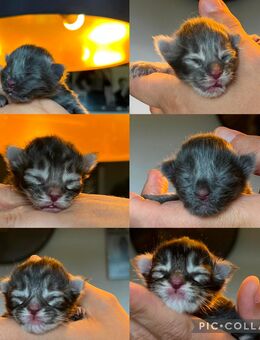 Reinrassige Maine Coon Kitten - Thalfang