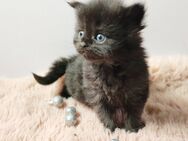 Maine Coon Babys - Ingolstadt