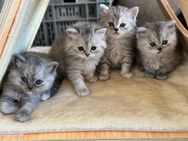 BLH Kitten - Oeschenbach