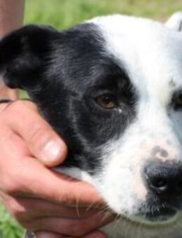 Jashi - lustige, kleine Mischung - Lohra