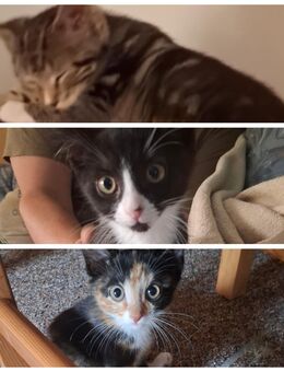 Drei Weibchen Katzen - Heemsen