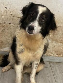 Richie - liebenswerter ruhiger Junghund - Velbert