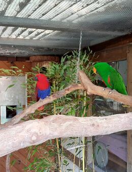 Neuguinea Edelpapagei, Papagei - Hopsten