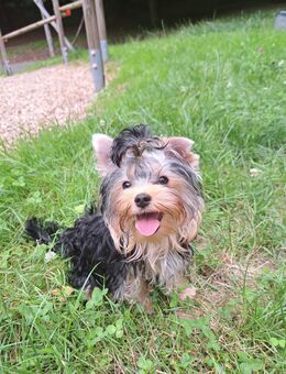 Sehr schlauer Yorkshire terrier Welpe reinrassig black-golden-silver junge - Heidelberg