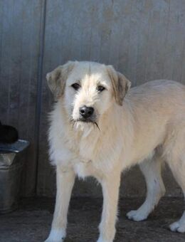 Albert sucht seine Pflegestelle - Celle