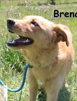 Brena - Sanftmut im weichen Fell - Kissing
