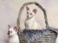 Siamkitten und Orientalisch Kurzhaar Kitten warten auf Dich! - Raunheim