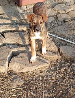 Melli - die wunderschöne Hündin - Celle