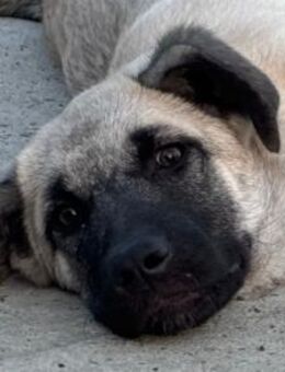 HSH-Mix LULU💖lebensfrohes Hundemädchen - Hamburg