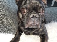 Französische Bulldogge - Worpswede
