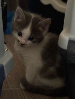 EKH Siam-Ragdoll mix - Schleiden