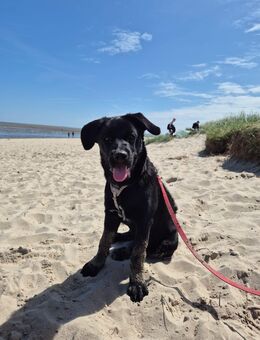 🐾 Hallo, ich bin Jambo – ein junger Husky-Mix auf der Suche nach meinem Für-Immer-Zuhause 🏡 - Hemer Zentrum