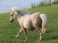 Rothensande Perrine - Goldpalomino Jungstute - kostbare rein alt-englische Birlinglinien Mini Shetland - Felsberg