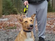 Zurückhaltende sanfte Abby sucht ihre Familie 🫶 - Langwedel (Niedersachsen)