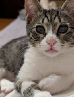 Loona wartet auf ihre Herzensmenschen! - Waakirchen